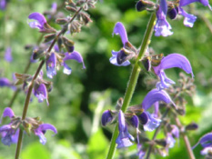 Salvia pratensisVeldsalie bestellen